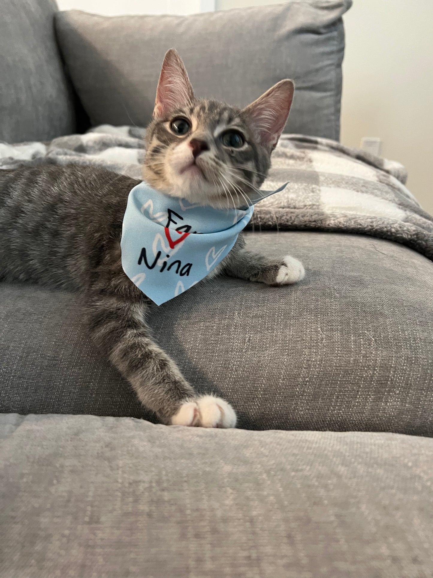 Pet Bandanas